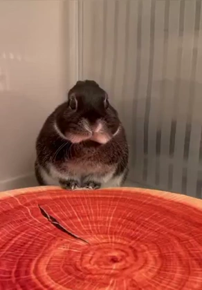 Bunny 8