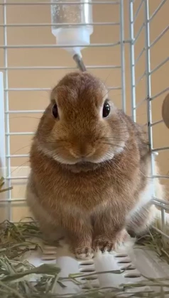 Bunny 4
