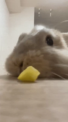 Bunny 3