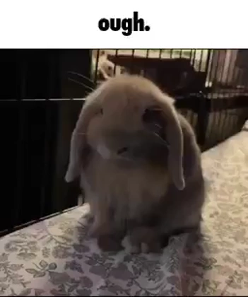 Bunny 6