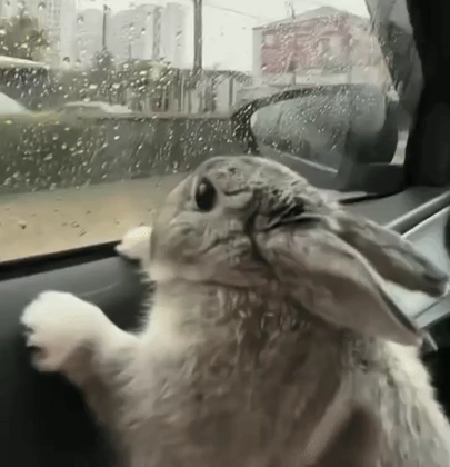 Bunny 9