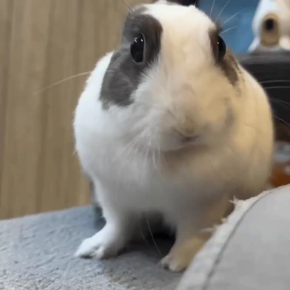 Bunny 1