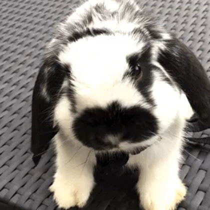 Bunny 5