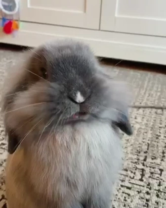 Bunny 2